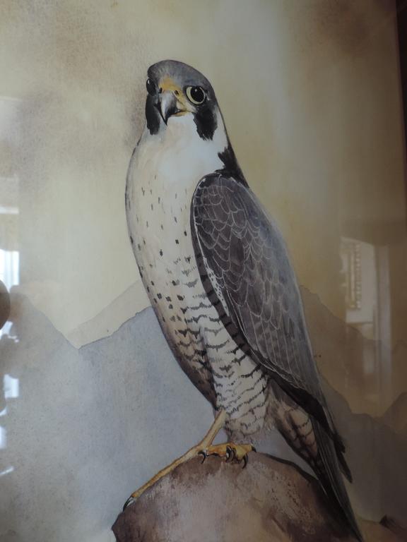 Falcon 3*